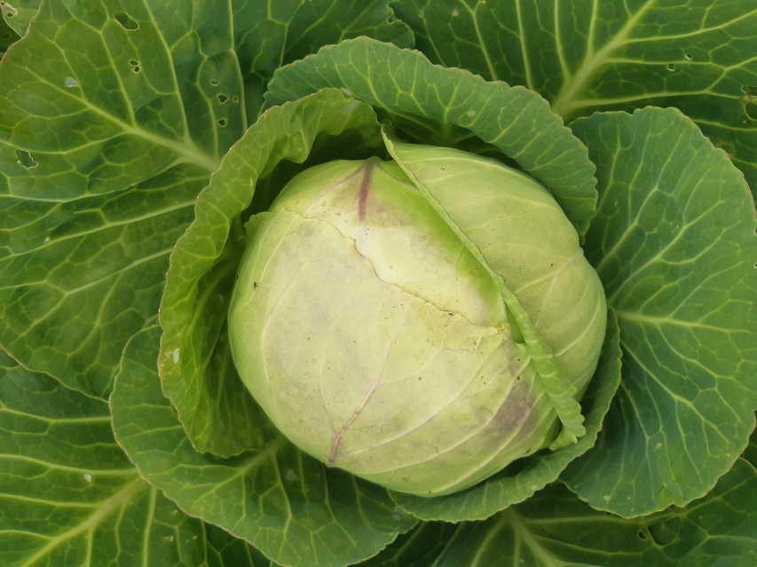 Cabbage in picture